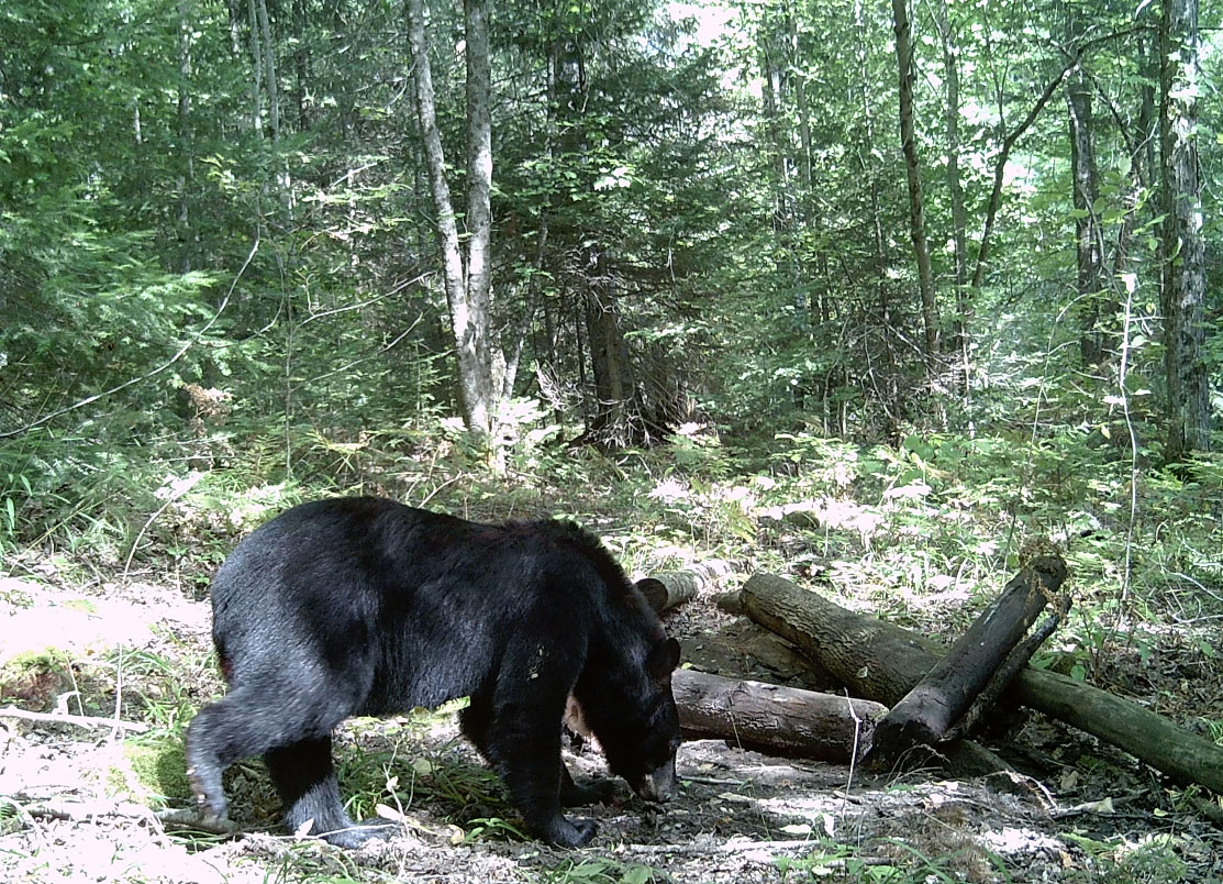 chasse-
