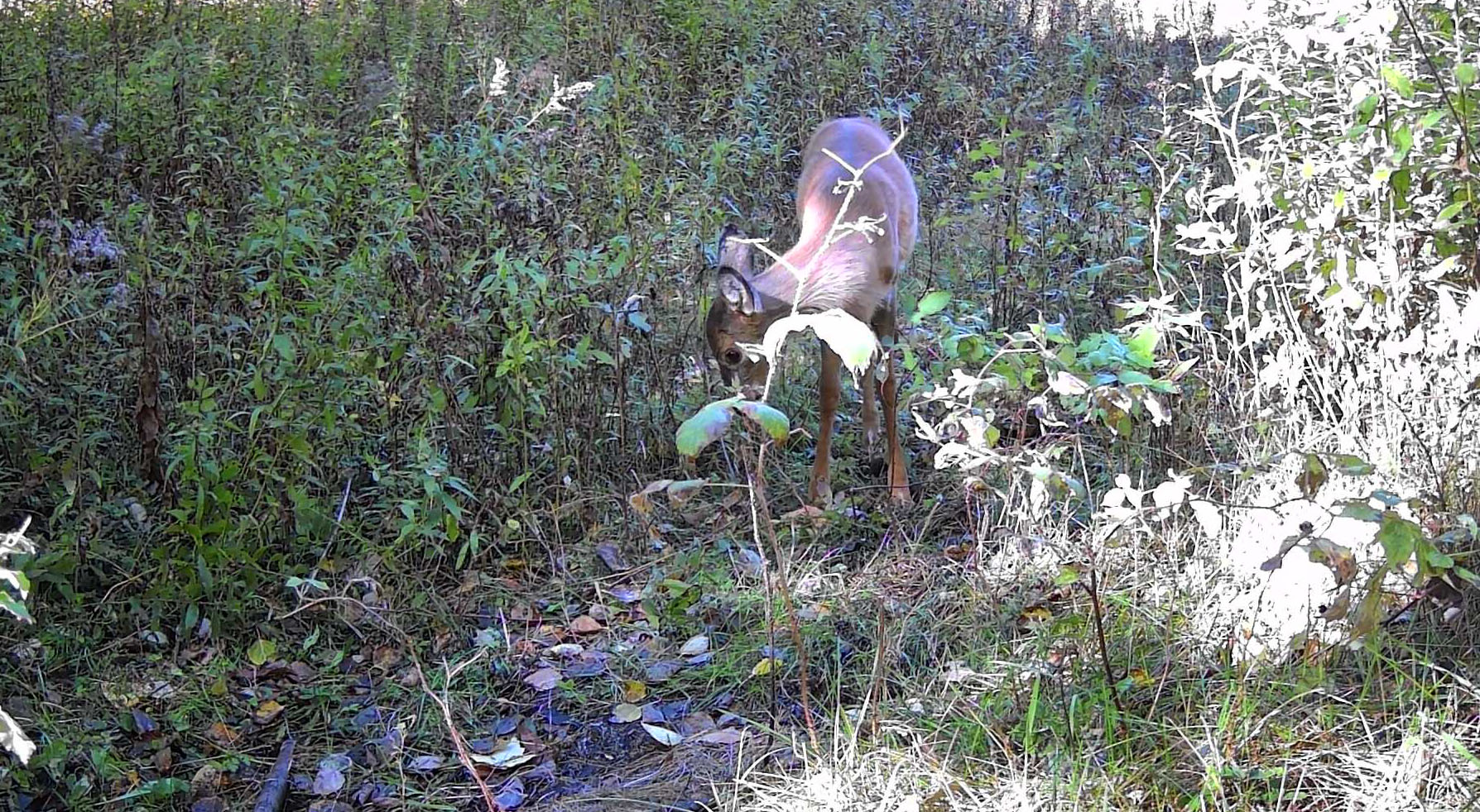 chasse-