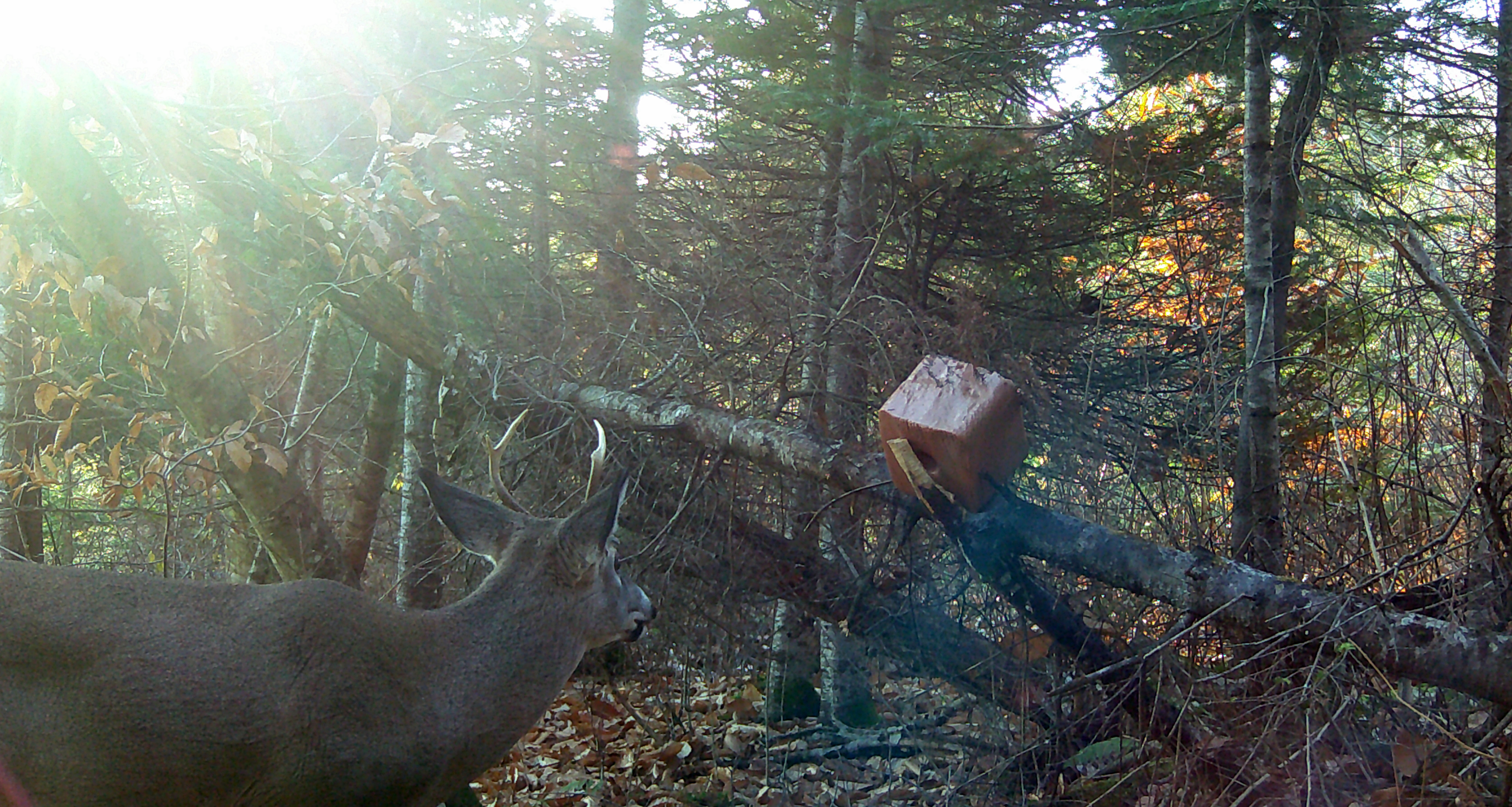 chasse-