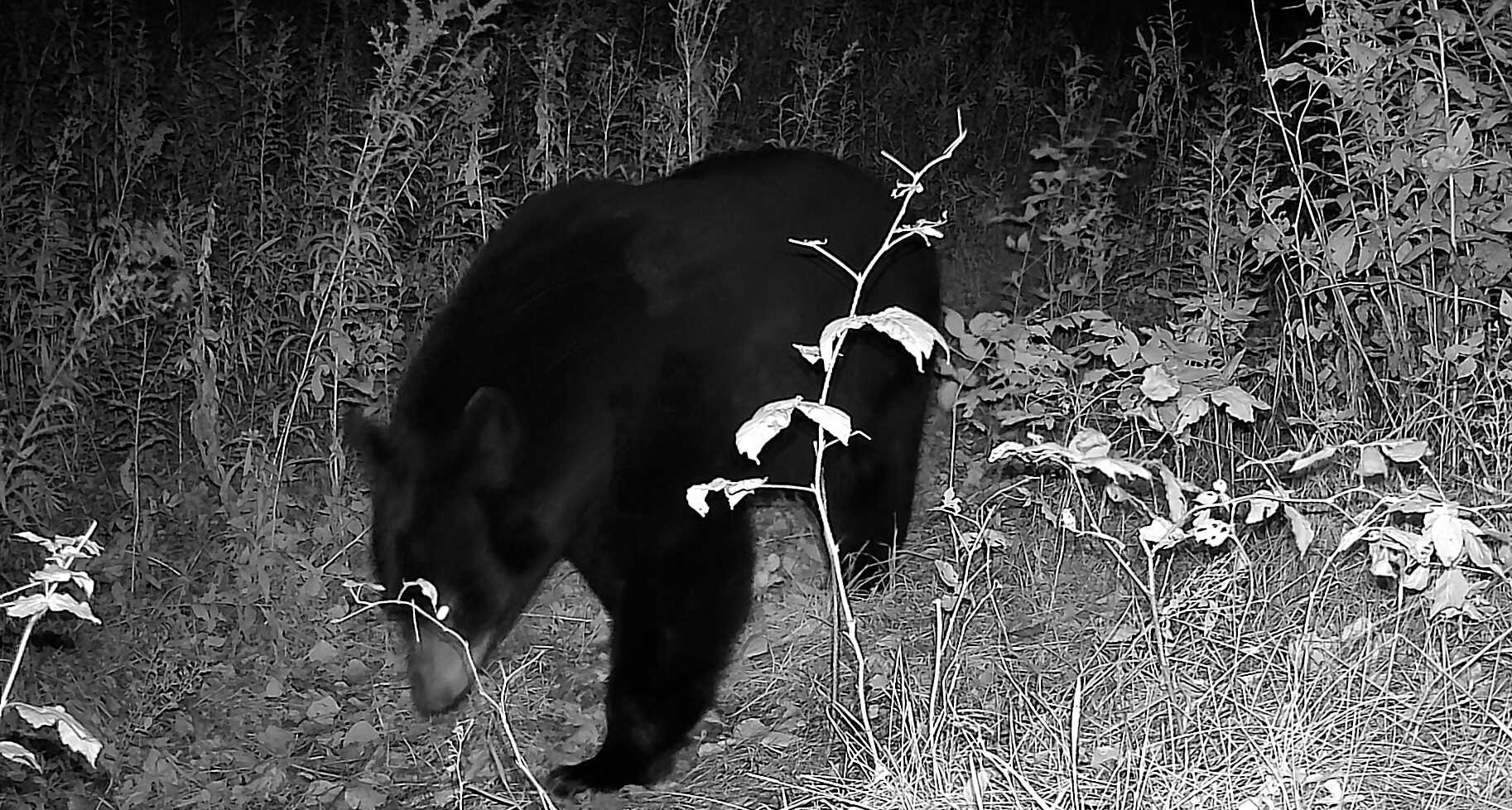 chasse-