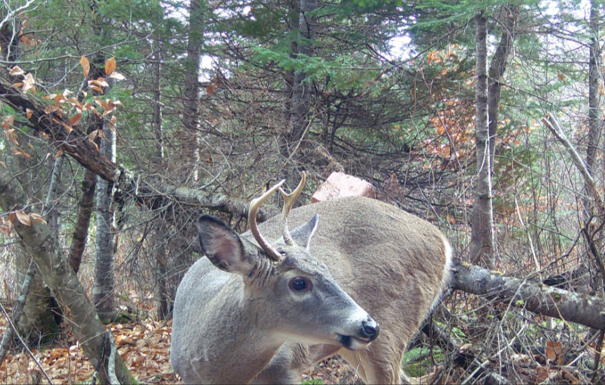 chasse