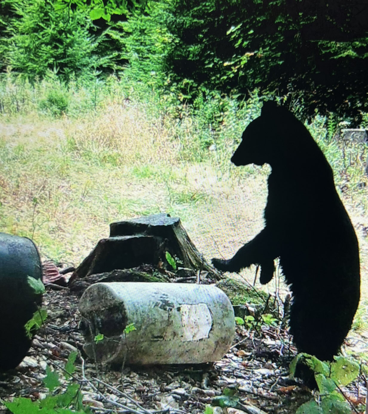 chasse-