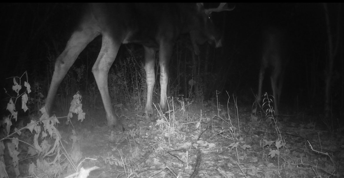chasse-