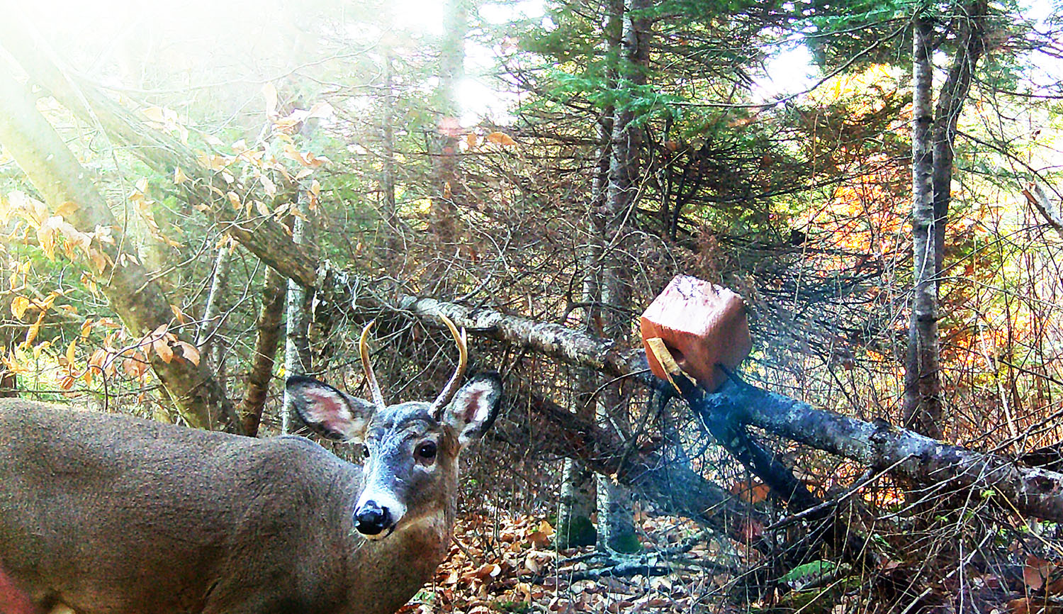 chasse-