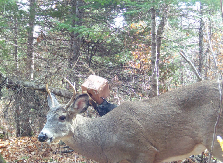 chasse